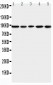 Anti-MCM6 Antibody